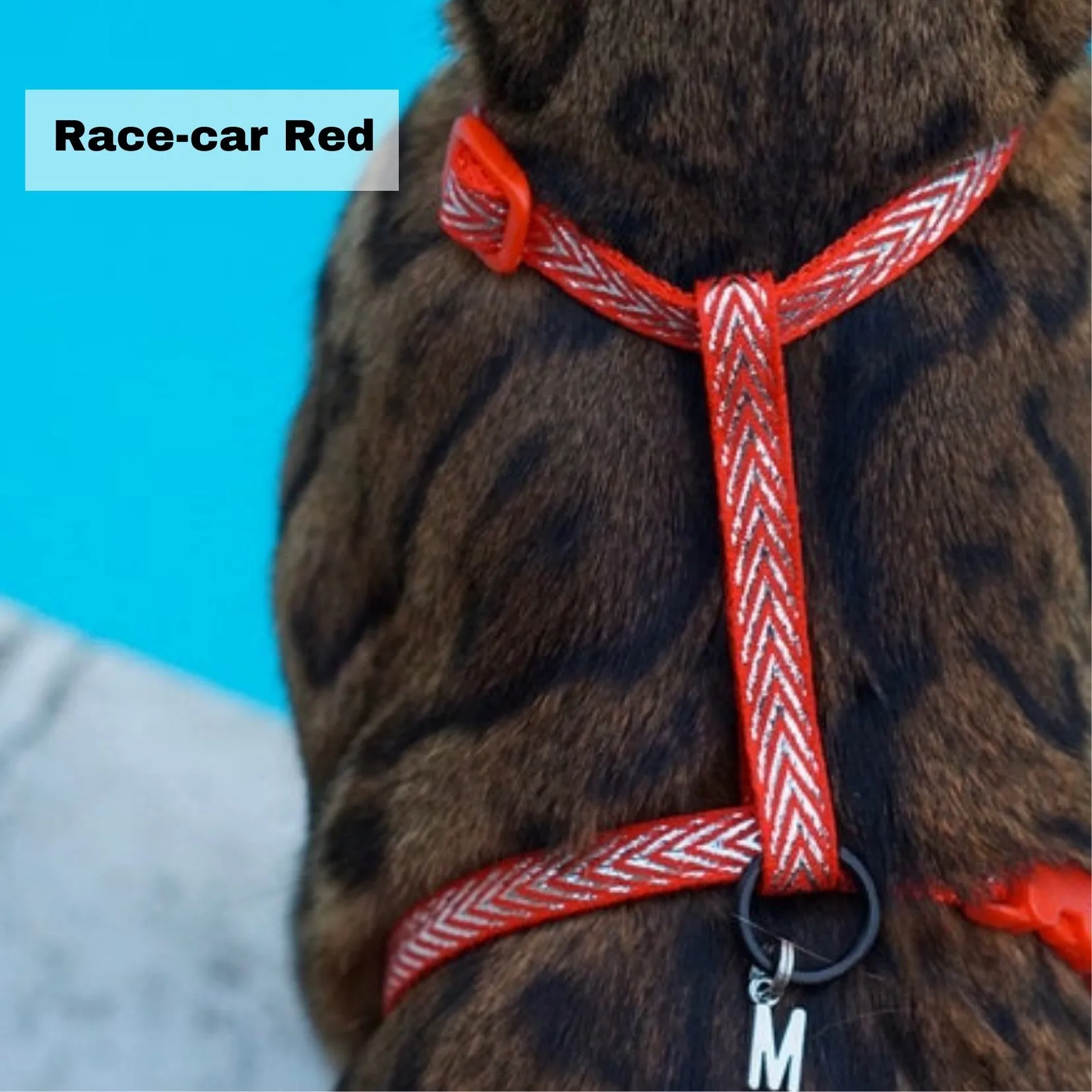 Black Dipped in Gold Leash and Harness Set