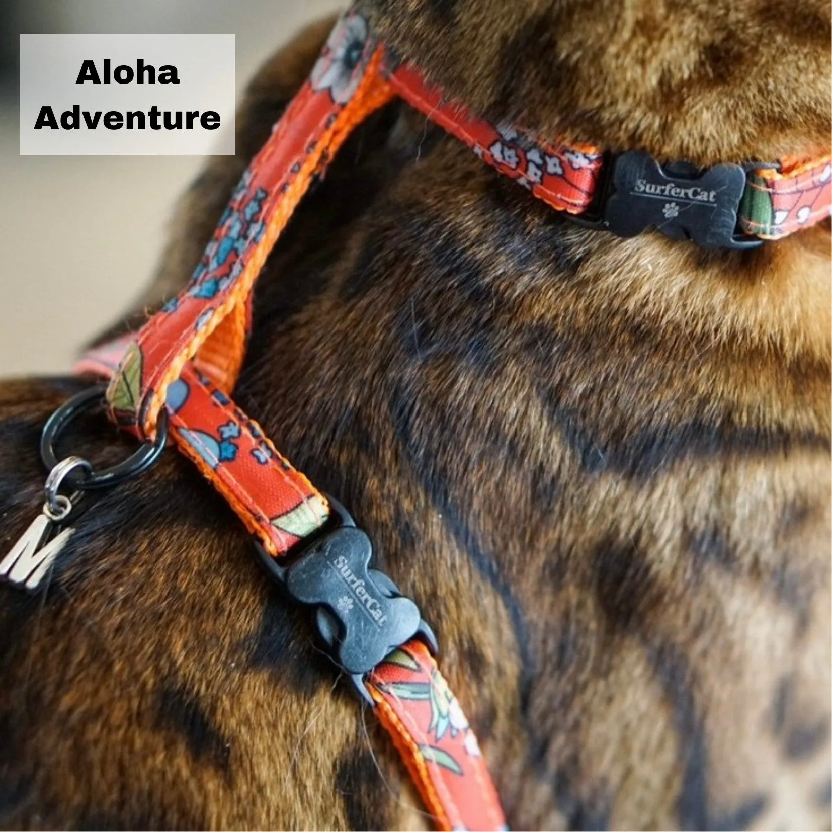 Black Dipped in Gold Leash and Harness Set