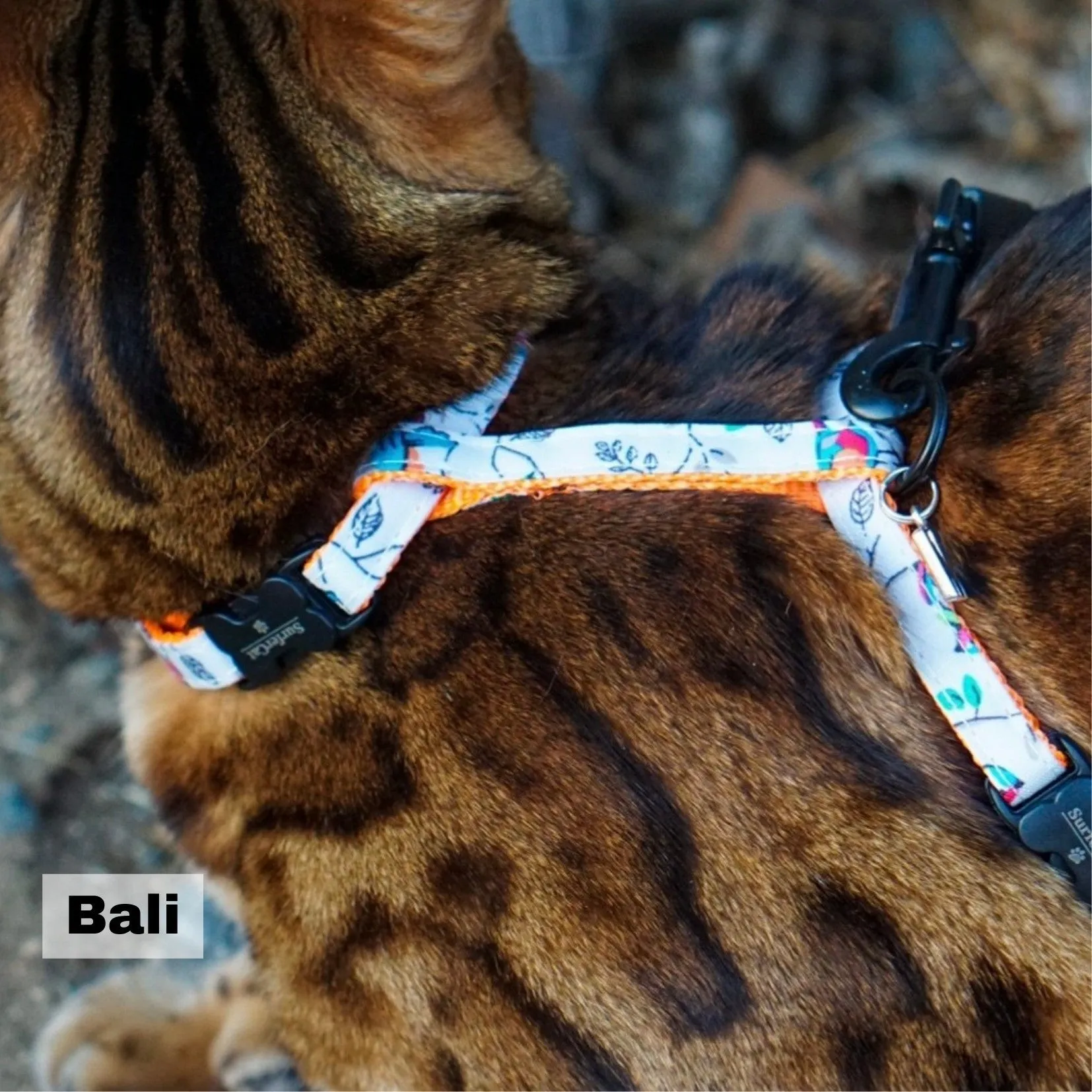 Black Dipped in Gold Leash and Harness Set