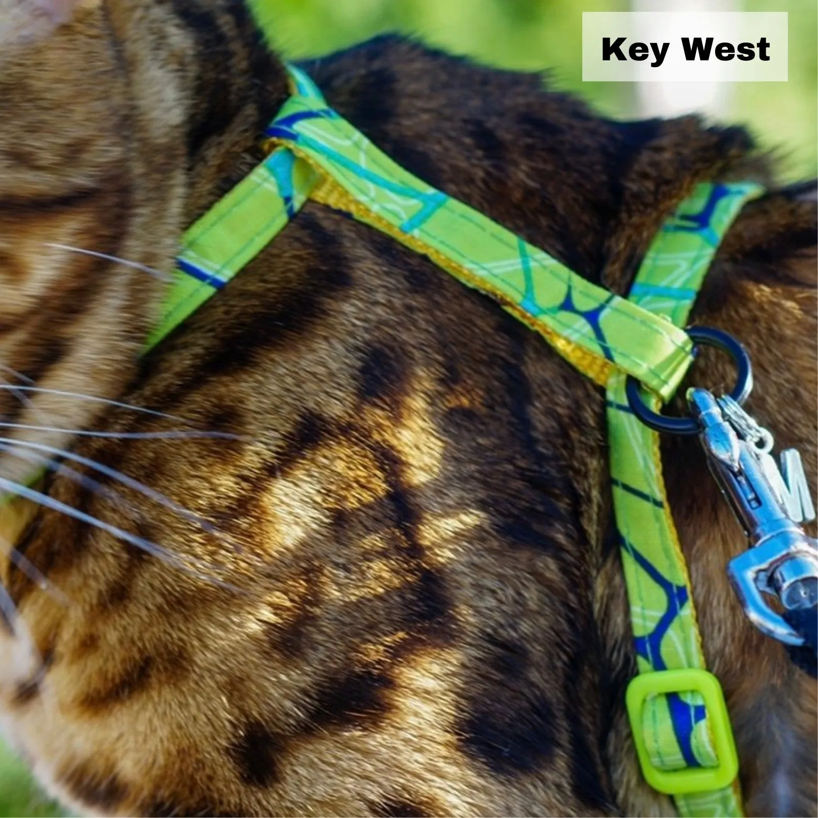 Black Dipped in Gold Leash and Harness Set