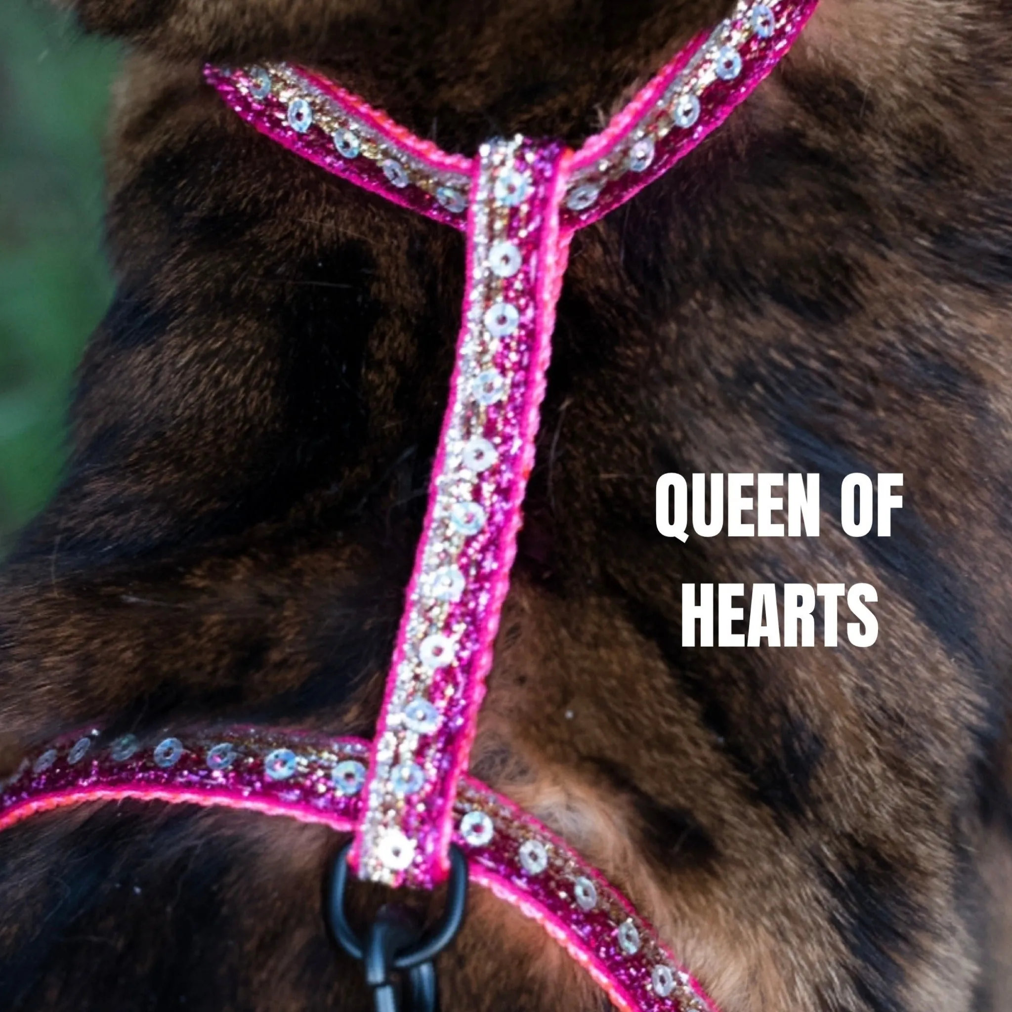 Black Dipped in Gold Leash and Harness Set