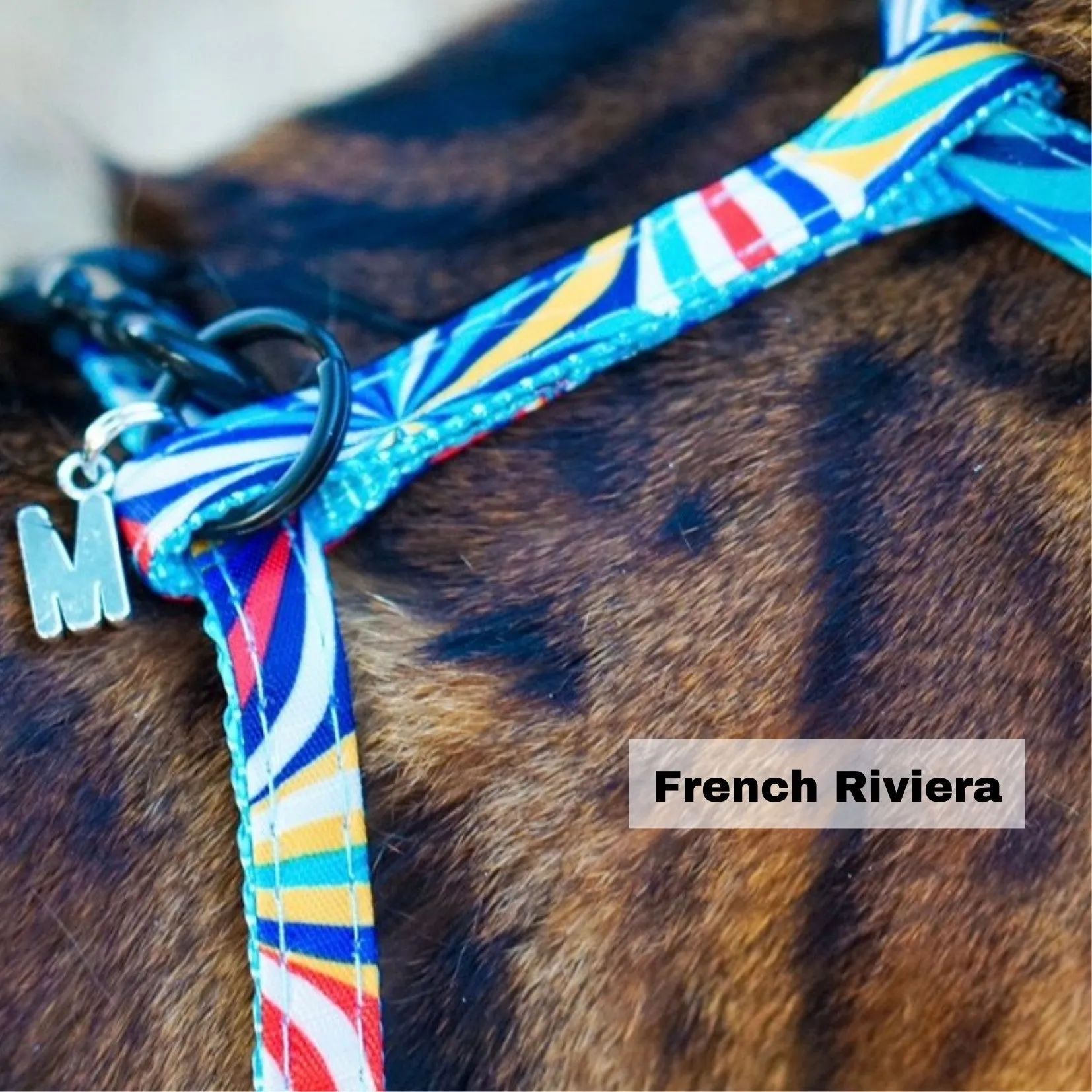 Black Dipped in Gold Leash and Harness Set