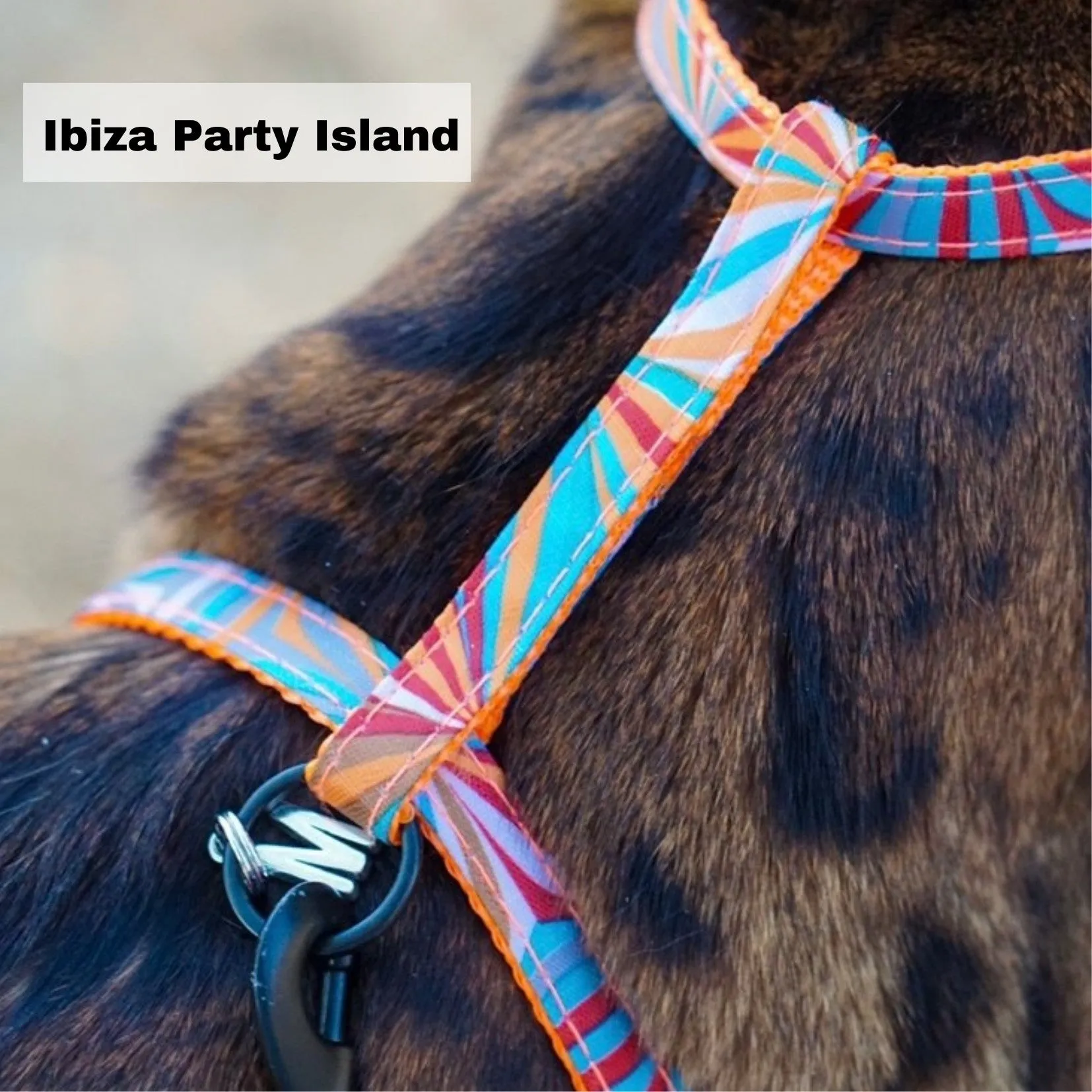 Black Dipped in Gold Leash and Harness Set