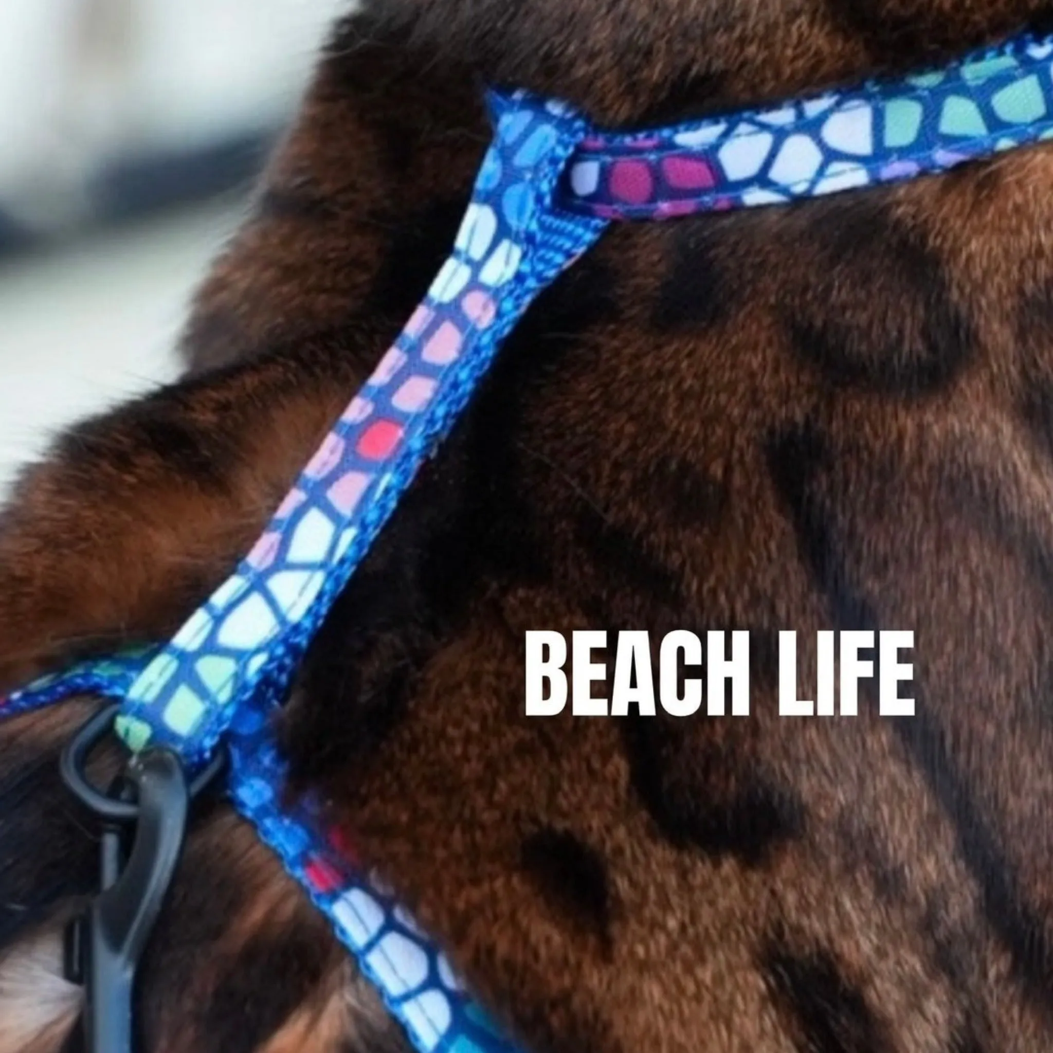 Black Dipped in Gold Leash and Harness Set
