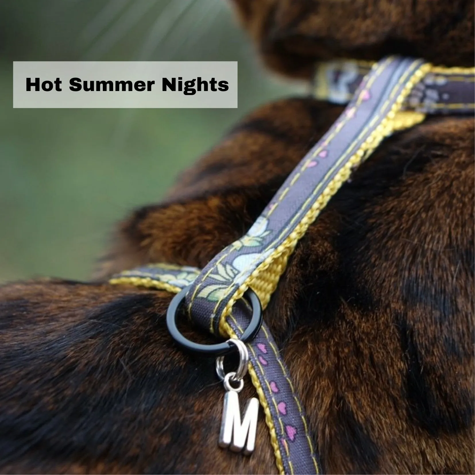 Black Dipped in Gold Leash and Harness Set