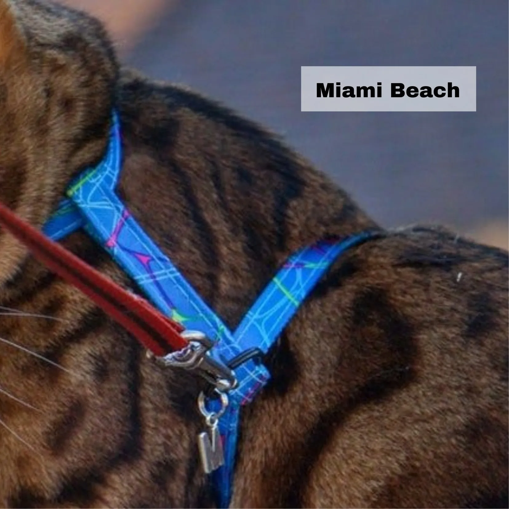 Black Dipped in Gold Leash and Harness Set