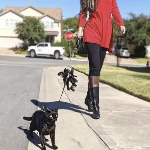 Black Dipped in Gold Leash and Harness Set