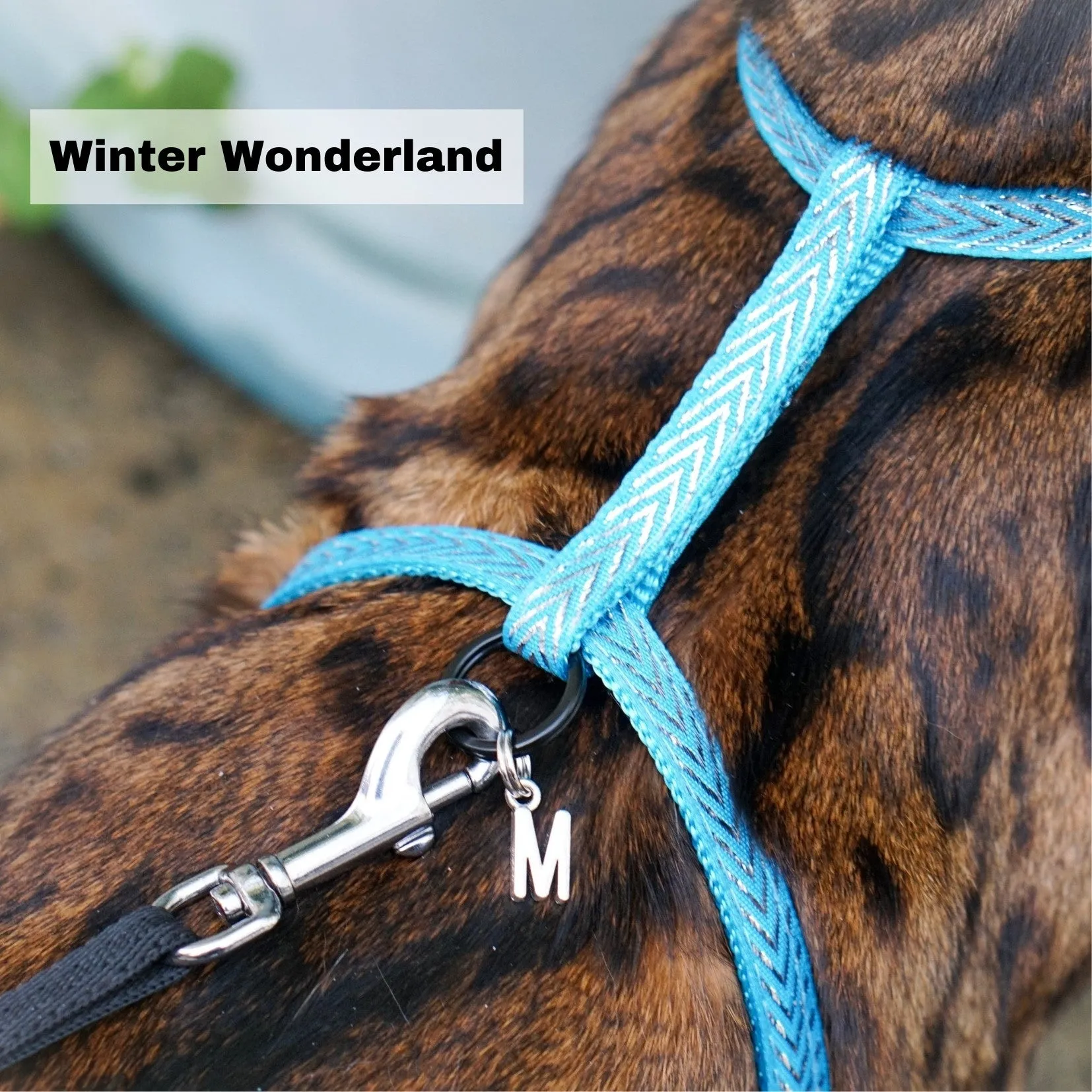Black Dipped in Gold Leash and Harness Set